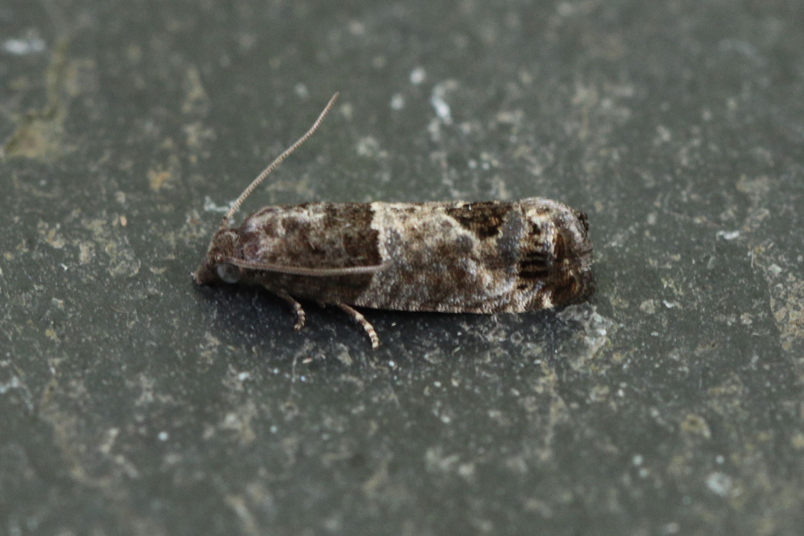 Photo of Bud Moth (Spilonota ocellana)